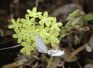 Pistorinia attenuata (H.Lindb. fil.) Greuter subsp. attenuata [9/9]