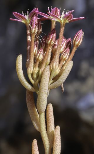 Pistorinia attenuata subsp. mairei (H. Lindb.) Greuter [2/12]