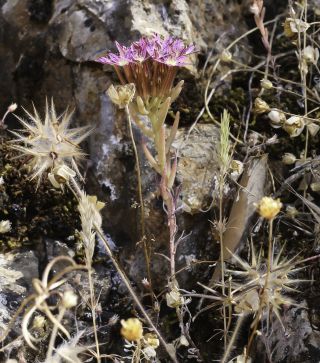 Pistorinia attenuata subsp. mairei (H. Lindb.) Greuter [3/12]