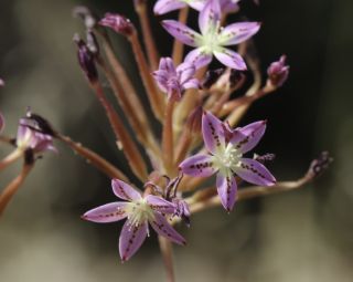 Pistorinia attenuata subsp. mairei (H. Lindb.) Greuter [9/12]