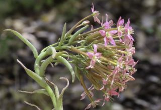 Pistorinia attenuata subsp. mairei (H. Lindb.) Greuter [5/12]