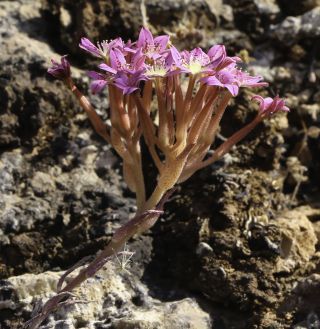 Pistorinia attenuata subsp. mairei (H. Lindb.) Greuter [4/12]