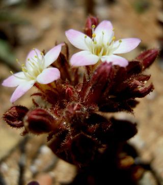 Pistorinia brachyantha Cosson [4/4]