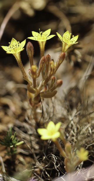 Pistorinia breviflora Boiss. subsp. breviflora [1/8]