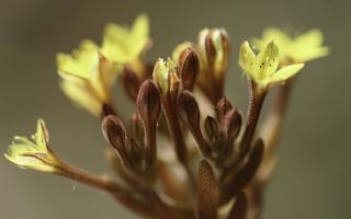 Pistorinia breviflora Boiss. subsp. breviflora [3/8]