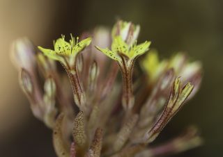 Pistorinia breviflora Boiss. subsp. breviflora [4/8]