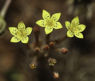 Pistorinia breviflora Boiss. subsp. breviflora [5/8]