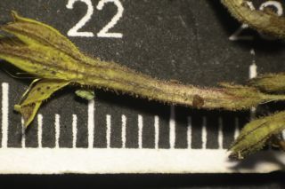 Pistorinia breviflora Boiss. subsp. breviflora [8/8]