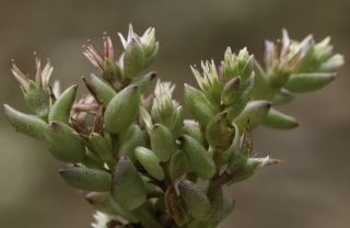 Sedum caespitosum (Cav.) DC. [4/4]