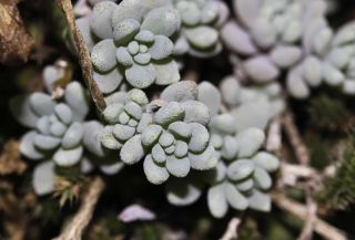 Sedum dasyphyllum L. [9/14]