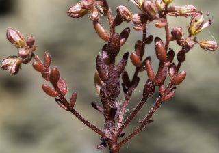Sedum maireanum Sennen [2/7]