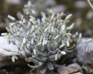 Sedum mucizonia (Ortega) Raym.-Hamet subsp. mucizonia [2/11]