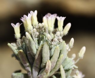 Sedum mucizonia (Ortega) Raym.-Hamet subsp. mucizonia [8/11]