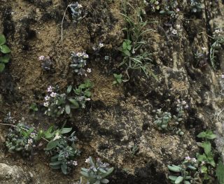 Sedum mucizonia (Ortega) Raym.-Hamet subsp. mucizonia [9/11]