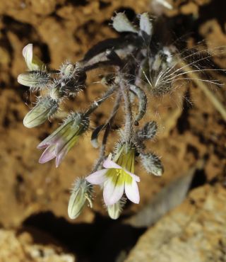 Sedum mucizonia (Ortega) Raym.-Hamet subsp. mucizonia [11/11]