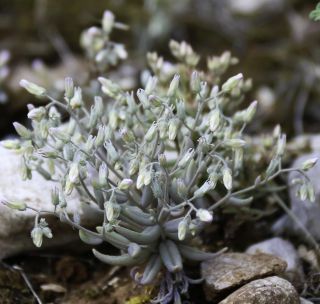 Sedum mucizonia (Ortega) Raym.-Hamet subsp. mucizonia [1/11]