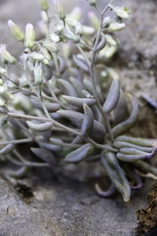 Sedum mucizonia (Ortega) Raym.-Hamet subsp. mucizonia [4/11]