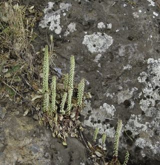Umbilicus rupestris (Salisb.) Dandy [1/6]