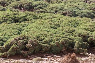 Juniperus communis subsp. hemisphaerica (C. Presl) Nyman [1/5]