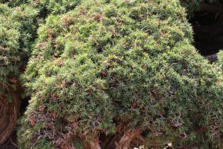 Juniperus communis subsp. hemisphaerica (C. Presl) Nyman [4/5]