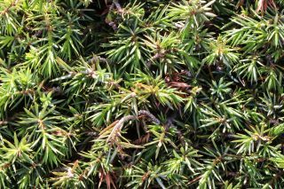 Juniperus communis subsp. hemisphaerica (C. Presl) Nyman [5/5]