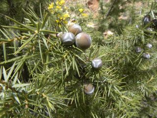 Juniperus oxycedrus L. [1/11]