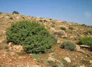 Juniperus oxycedrus L. [3/11]