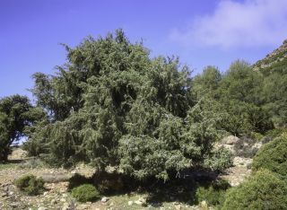 Juniperus oxycedrus L. [5/11]