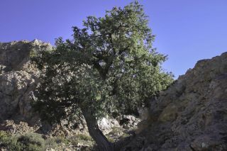 Juniperus oxycedrus L. [8/11]