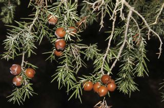 Juniperus oxycedrus L. [9/11]