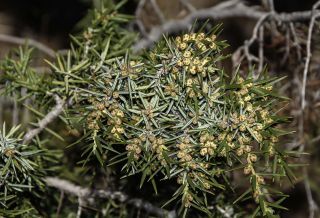 Juniperus oxycedrus L. [11/11]