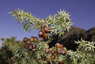 Juniperus oxycedrus L. [10/11]