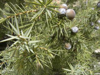 Juniperus oxycedrus L. [2/11]