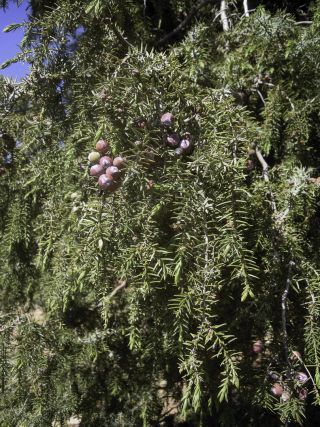 Juniperus oxycedrus L. [4/11]