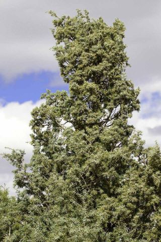 Juniperus oxycedrus L. [6/11]