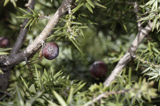Juniperus oxycedrus L. [7/11]