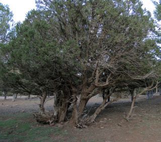 Juniperus phoenicea L. subsp. turbinata (Guss.) Nyman [7/10]