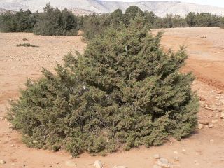 Juniperus phoenicea L. subsp. turbinata (Guss.) Nyman [1/10]