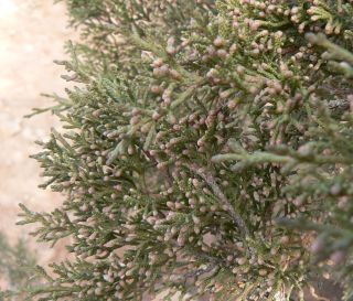 Juniperus phoenicea L. subsp. turbinata (Guss.) Nyman [2/10]