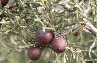 Juniperus phoenicea L. subsp. turbinata (Guss.) Nyman [3/10]