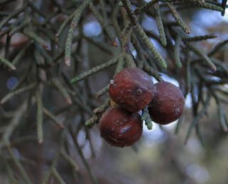 Juniperus phoenicea L. subsp. turbinata (Guss.) Nyman [8/10]