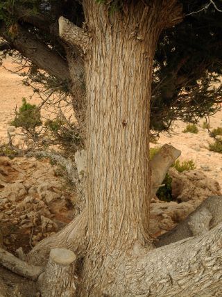 Juniperus phoenicea L. subsp. turbinata (Guss.) Nyman [6/10]