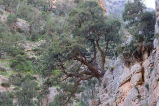 Juniperus phoenicea L. subsp. turbinata (Guss.) Nyman [11/11]