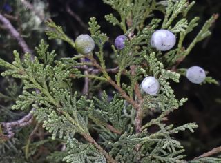 Juniperus thurifera subsp. africana (Maire) Gauquelin, Idr. Hass. & P. Lebreton [3/8]