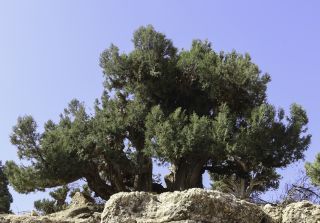 Juniperus thurifera subsp. africana (Maire) Gauquelin, Idr. Hass. & P. Lebreton [1/8]
