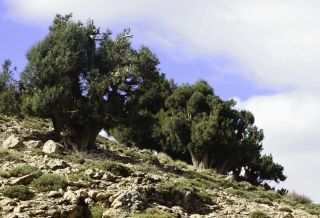 Juniperus thurifera subsp. africana (Maire) Gauquelin, Idr. Hass. & P. Lebreton [7/8]