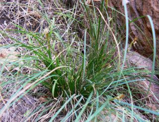 Carex halleriana Asso [2/2]