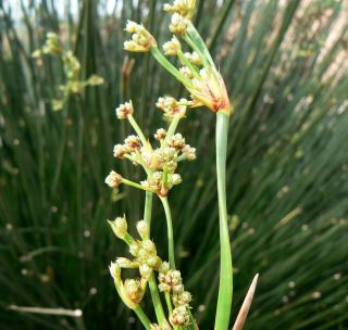 Scirpoides holoschoenus (L.) Sojak subsp. globifera (L. f.) Sojak [3/13]