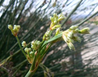 Scirpoides holoschoenus (L.) Sojak subsp. globifera (L. f.) Sojak [4/13]