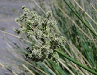 Scirpoides holoschoenus (L.) Sojak subsp. globifera (L. f.) Sojak [9/13]